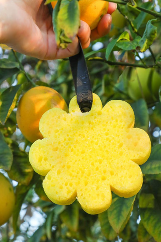 Spongelle Wild Flower Buffer - Papaya Yuza